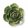 GRØN ENGELSK ROSE